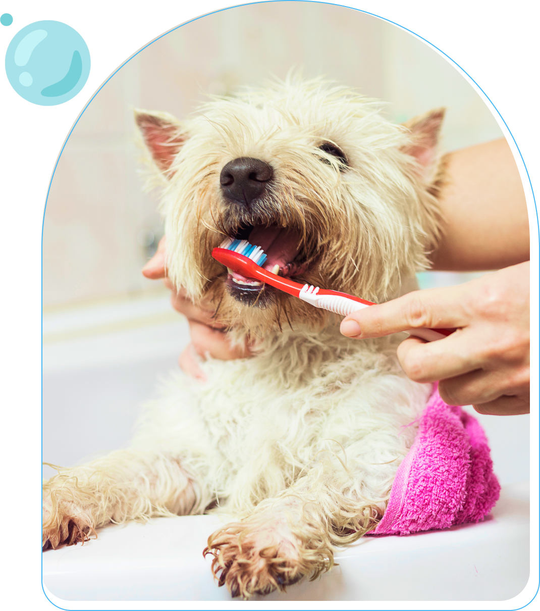 Dog getting teeth brushed with toothbrush