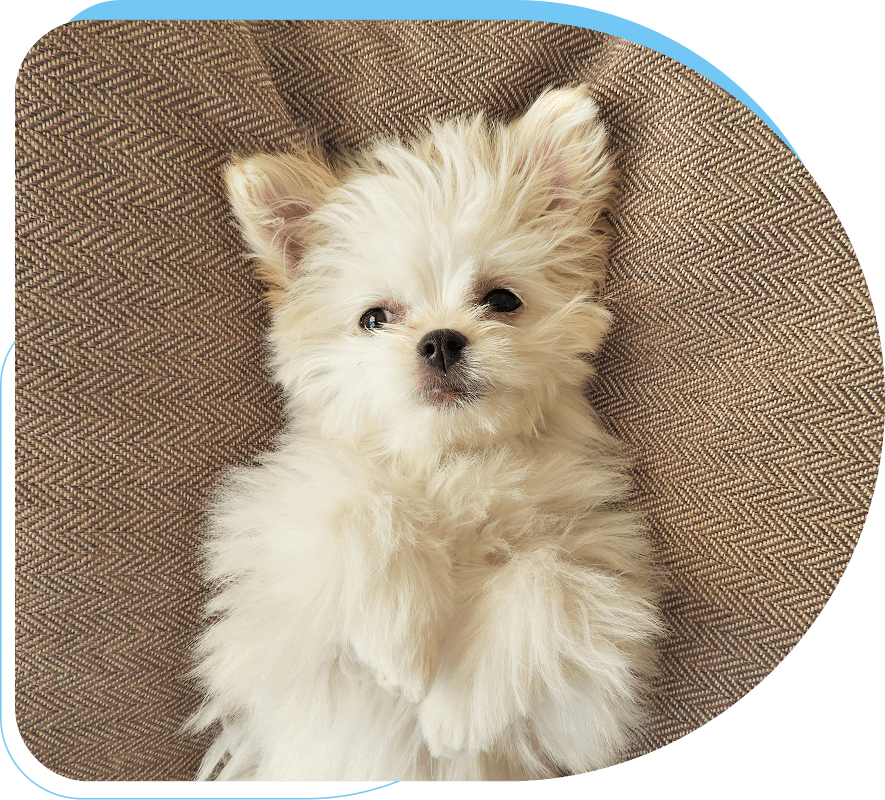 Cute white puppy with fluffy fur