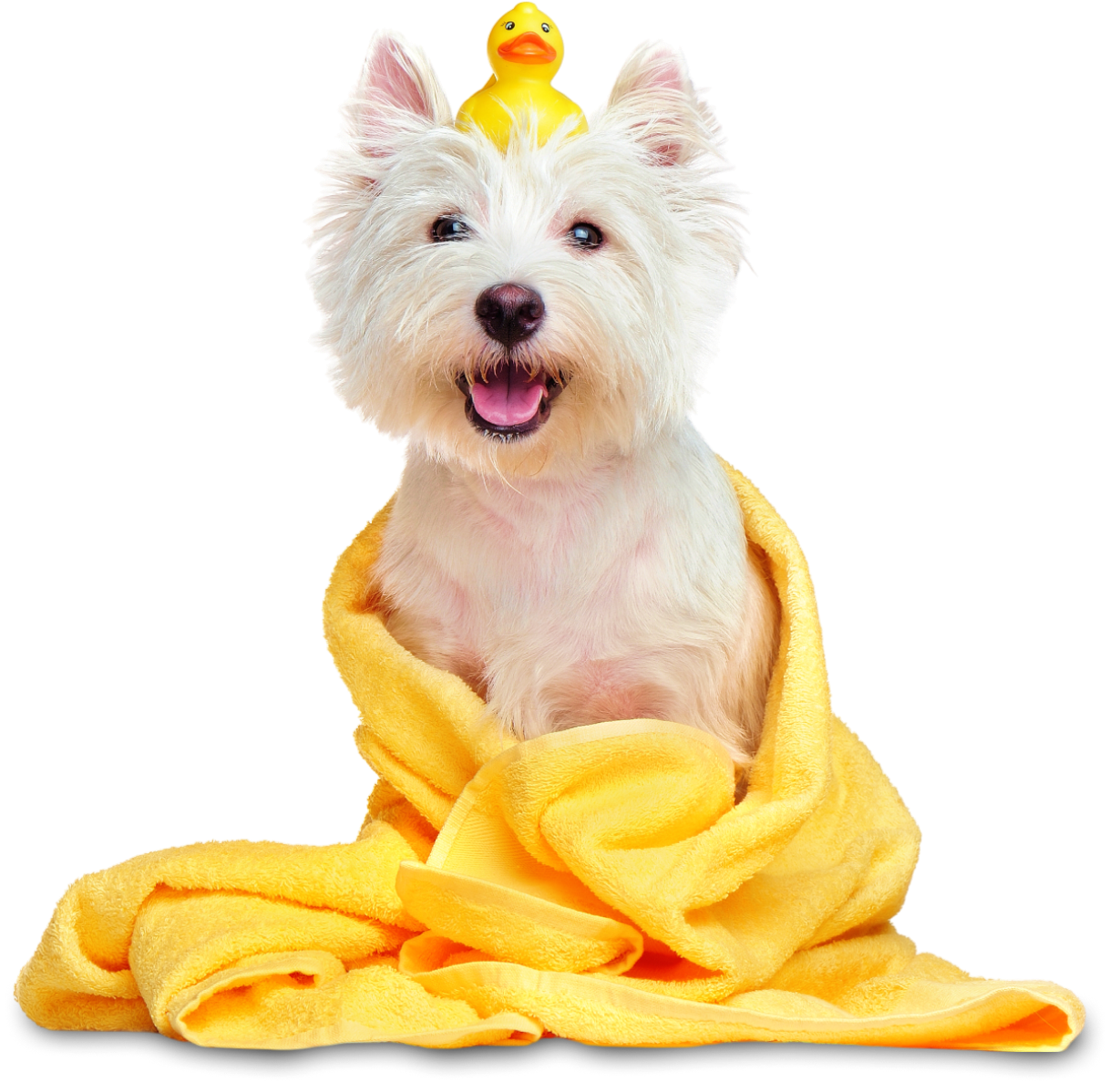 Happy dog under towel with toy duck