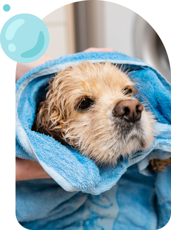Puppy drying off after bath