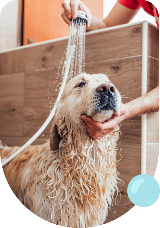 Dog enjoying a bath shower