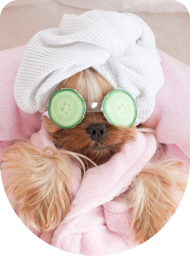 Pampered dog with cucumber eye mask