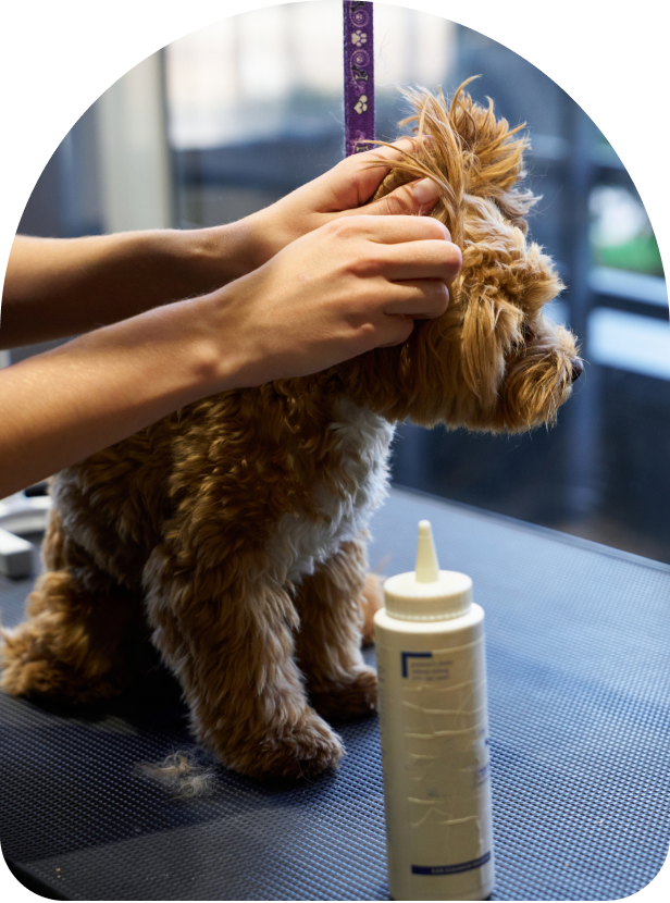Puppy getting groomed at salon